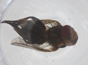  ( - CBG-B21244-G08)  @11 [ ] CreativeCommons - Attribution Share - Alike (2025) Centre for Biodiversity Genomics Centre for Biodiversity Genomics