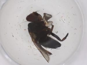  ( - CBG-B21245-A06)  @11 [ ] CreativeCommons - Attribution Share - Alike (2025) Centre for Biodiversity Genomics Centre for Biodiversity Genomics