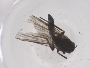  ( - CBG-B21245-B10)  @11 [ ] CreativeCommons - Attribution Share - Alike (2025) Centre for Biodiversity Genomics Centre for Biodiversity Genomics