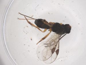  ( - CBG-B21245-H03)  @11 [ ] CreativeCommons - Attribution Share - Alike (2025) Centre for Biodiversity Genomics Centre for Biodiversity Genomics