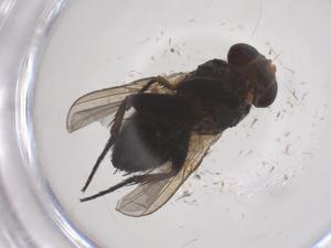  ( - CBG-B21246-C05)  @11 [ ] CreativeCommons - Attribution Share - Alike (2025) Centre for Biodiversity Genomics Centre for Biodiversity Genomics