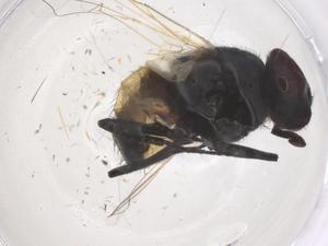  ( - CBG-B21246-H01)  @11 [ ] CreativeCommons - Attribution Share - Alike (2025) Centre for Biodiversity Genomics Centre for Biodiversity Genomics