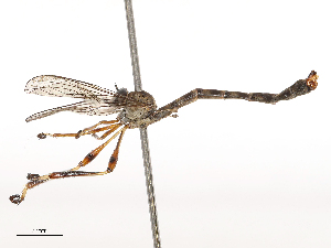  ( - CBG-B21312-B08)  @11 [ ] CreativeCommons - Attribution Share - Alike (2025) CBG Photography Group Centre for Biodiversity Genomics