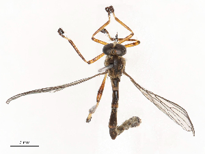  ( - CBG-B21312-B09)  @11 [ ] CreativeCommons - Attribution Share - Alike (2025) CBG Photography Group Centre for Biodiversity Genomics