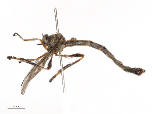  ( - CBG-B21312-C02)  @11 [ ] CreativeCommons - Attribution Share - Alike (2025) CBG Photography Group Centre for Biodiversity Genomics