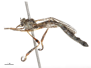  ( - CBG-B21312-C04)  @11 [ ] CreativeCommons - Attribution Share - Alike (2025) CBG Photography Group Centre for Biodiversity Genomics