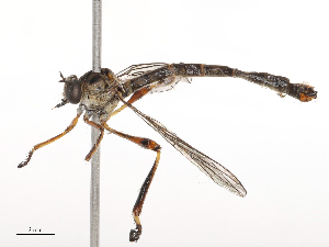  ( - CBG-B21312-C06)  @11 [ ] CreativeCommons - Attribution Share - Alike (2025) CBG Photography Group Centre for Biodiversity Genomics