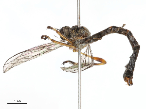  ( - CBG-B21312-C07)  @11 [ ] CreativeCommons - Attribution Share - Alike (2025) CBG Photography Group Centre for Biodiversity Genomics