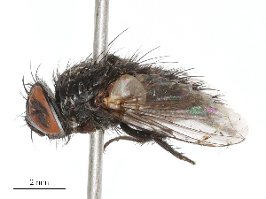  ( - CBG-B21312-H06)  @11 [ ] CreativeCommons - Attribution Share - Alike (2025) CBG Photography Group Centre for Biodiversity Genomics