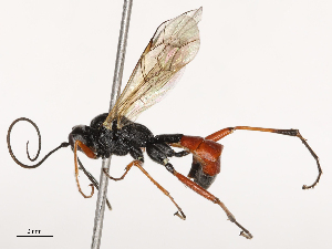  ( - CBG-B21316-A06)  @11 [ ] CreativeCommons - Attribution Share - Alike (2025) CBG Photography Group Centre for Biodiversity Genomics