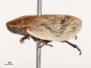  ( - CBG-B21316-A07)  @11 [ ] CreativeCommons - Attribution Share - Alike (2025) CBG Photography Group Centre for Biodiversity Genomics