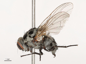  ( - CBG-B21316-A09)  @11 [ ] CreativeCommons - Attribution Share - Alike (2025) CBG Photography Group Centre for Biodiversity Genomics