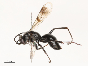  ( - CBG-B21316-C09)  @11 [ ] CreativeCommons - Attribution Share - Alike (2025) CBG Photography Group Centre for Biodiversity Genomics