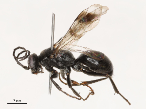  ( - CBG-B21316-F04)  @11 [ ] CreativeCommons - Attribution Share - Alike (2025) CBG Photography Group Centre for Biodiversity Genomics