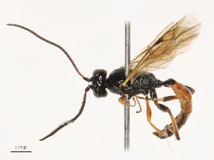  ( - CBG-B21316-F06)  @11 [ ] CreativeCommons - Attribution Share - Alike (2025) CBG Photography Group Centre for Biodiversity Genomics