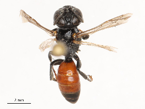  ( - CBG-B21318-G01)  @11 [ ] CreativeCommons - Attribution Share - Alike (2025) CBG Photography Group Centre for Biodiversity Genomics