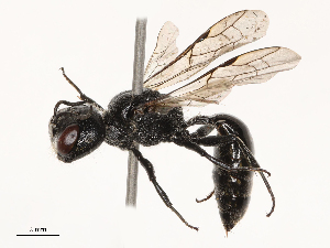  ( - CBG-B21318-G09)  @11 [ ] CreativeCommons - Attribution Share - Alike (2025) CBG Photography Group Centre for Biodiversity Genomics