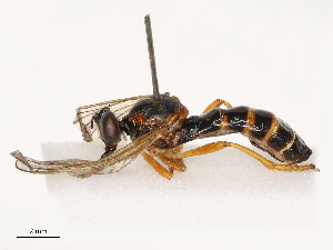  ( - CBG-B21318-G10)  @11 [ ] CreativeCommons - Attribution Share - Alike (2025) CBG Photography Group Centre for Biodiversity Genomics