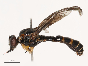  ( - CBG-B21318-H02)  @11 [ ] CreativeCommons - Attribution Share - Alike (2025) CBG Photography Group Centre for Biodiversity Genomics