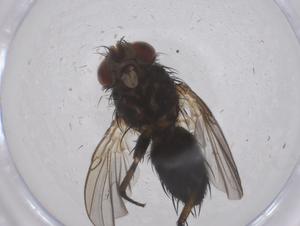  ( - CBG-B21327-F03)  @11 [ ] CreativeCommons - Attribution Share - Alike (2025) Centre for Biodiversity Genomics Centre for Biodiversity Genomics