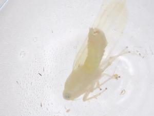  ( - CBG-B21327-H09)  @11 [ ] CreativeCommons - Attribution Share - Alike (2025) Centre for Biodiversity Genomics Centre for Biodiversity Genomics