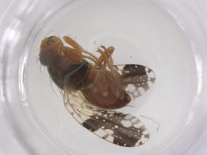  ( - CBG-B21328-B12)  @11 [ ] CreativeCommons - Attribution Share - Alike (2025) Centre for Biodiversity Genomics Centre for Biodiversity Genomics