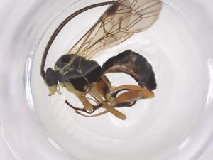  ( - CBG-B21328-D01)  @11 [ ] CreativeCommons - Attribution Share - Alike (2025) Centre for Biodiversity Genomics Centre for Biodiversity Genomics