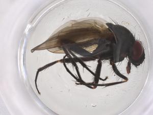  ( - CBG-B21329-A01)  @11 [ ] CreativeCommons - Attribution Share - Alike (2025) Centre for Biodiversity Genomics Centre for Biodiversity Genomics