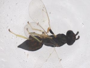  ( - CBG-B21329-E11)  @11 [ ] CreativeCommons - Attribution Share - Alike (2025) Centre for Biodiversity Genomics Centre for Biodiversity Genomics