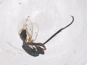  ( - CBG-B21329-G09)  @11 [ ] CreativeCommons - Attribution Share - Alike (2025) Centre for Biodiversity Genomics Centre for Biodiversity Genomics