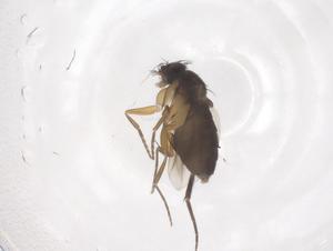  ( - CBG-B21329-H11)  @11 [ ] CreativeCommons - Attribution Share - Alike (2025) Centre for Biodiversity Genomics Centre for Biodiversity Genomics