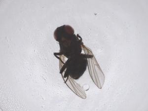  ( - CBG-B21331-D12)  @11 [ ] CreativeCommons - Attribution Share - Alike (2025) Centre for Biodiversity Genomics Centre for Biodiversity Genomics