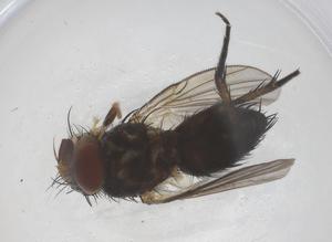  ( - CBG-B21332-A06)  @11 [ ] CreativeCommons - Attribution Share - Alike (2025) Centre for Biodiversity Genomics Centre for Biodiversity Genomics