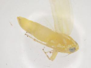  ( - CBG-B21332-D08)  @11 [ ] CreativeCommons - Attribution Share - Alike (2025) Centre for Biodiversity Genomics Centre for Biodiversity Genomics