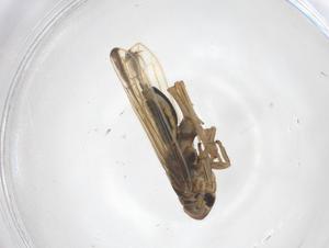  ( - CBG-B21332-H05)  @11 [ ] CreativeCommons - Attribution Share - Alike (2025) Centre for Biodiversity Genomics Centre for Biodiversity Genomics