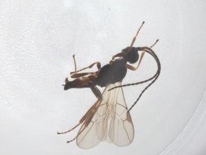  ( - CBG-B21333-A09)  @11 [ ] CreativeCommons - Attribution Share - Alike (2025) Centre for Biodiversity Genomics Centre for Biodiversity Genomics