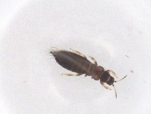  ( - CBG-B22190-F03)  @11 [ ] CreativeCommons - Attribution Share - Alike (2025) Centre for Biodiversity Genomics Centre for Biodiversity Genomics