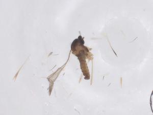  (Dasineura affinis - CBG-B22192-D09)  @11 [ ] CreativeCommons - Attribution Share - Alike (2025) Centre for Biodiversity Genomics Centre for Biodiversity Genomics