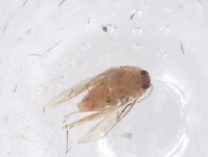  ( - CBG-B22192-G08)  @11 [ ] CreativeCommons - Attribution Share - Alike (2025) Centre for Biodiversity Genomics Centre for Biodiversity Genomics