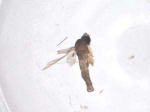  ( - CBG-B22192-H04)  @11 [ ] CreativeCommons - Attribution Share - Alike (2025) Centre for Biodiversity Genomics Centre for Biodiversity Genomics