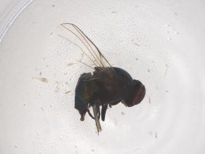  ( - CBG-B23266-H02)  @11 [ ] CreativeCommons - Attribution Share - Alike (2025) Centre for Biodiversity Genomics Centre for Biodiversity Genomics