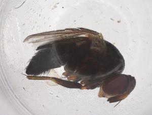  ( - CBG-B23266-H08)  @11 [ ] CreativeCommons - Attribution Share - Alike (2025) Centre for Biodiversity Genomics Centre for Biodiversity Genomics