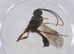  ( - CBG-B23267-B02)  @11 [ ] CreativeCommons - Attribution Share - Alike (2025) Centre for Biodiversity Genomics Centre for Biodiversity Genomics