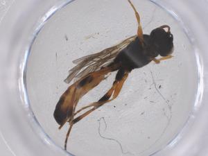  ( - CBG-B23267-C10)  @11 [ ] CreativeCommons - Attribution Share - Alike (2025) Centre for Biodiversity Genomics Centre for Biodiversity Genomics