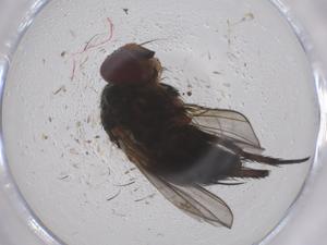  ( - CBG-B23267-F06)  @11 [ ] CreativeCommons - Attribution Share - Alike (2025) Centre for Biodiversity Genomics Centre for Biodiversity Genomics