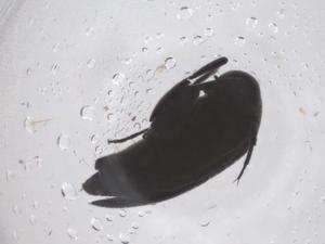  ( - CBG-B23267-H03)  @11 [ ] CreativeCommons - Attribution Share - Alike (2025) Centre for Biodiversity Genomics Centre for Biodiversity Genomics