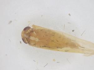  ( - CBG-B23268-B05)  @11 [ ] CreativeCommons - Attribution Share - Alike (2025) Centre for Biodiversity Genomics Centre for Biodiversity Genomics