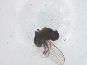  ( - CBG-B23268-F11)  @11 [ ] CreativeCommons - Attribution Share - Alike (2025) Centre for Biodiversity Genomics Centre for Biodiversity Genomics