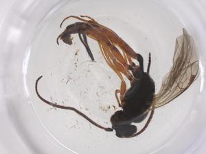  ( - CBG-B23269-B12)  @11 [ ] CreativeCommons - Attribution Share - Alike (2025) Centre for Biodiversity Genomics Centre for Biodiversity Genomics