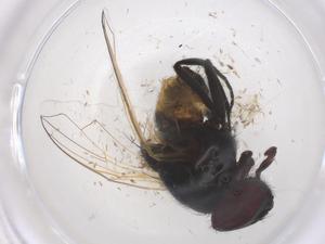  ( - CBG-B23269-C01)  @11 [ ] CreativeCommons - Attribution Share - Alike (2025) Centre for Biodiversity Genomics Centre for Biodiversity Genomics